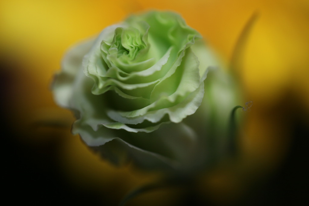 Gree～n