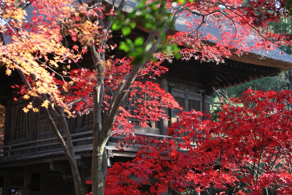 平林寺から