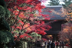 紅葉の名所