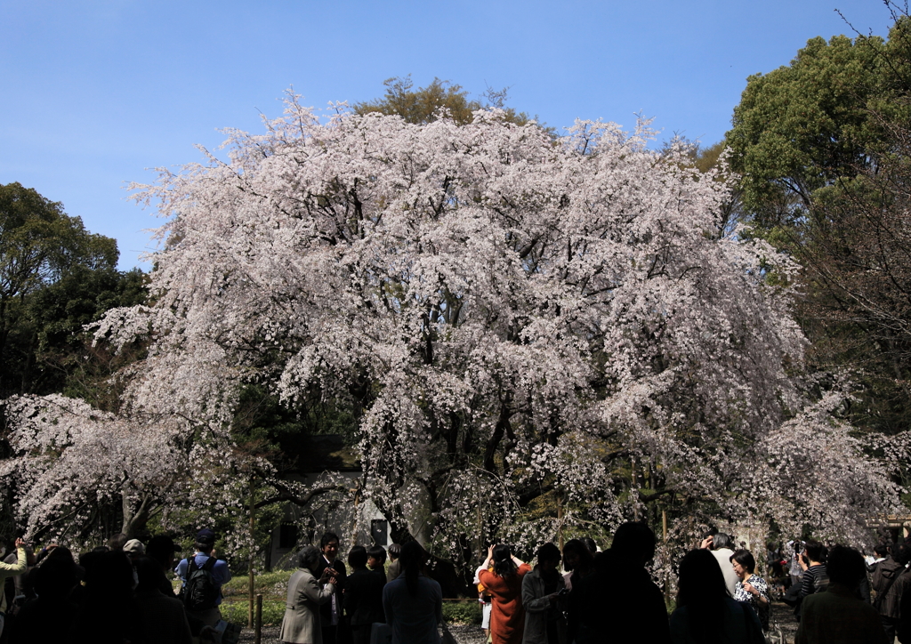 東京の春＃４六義園のしだれ桜