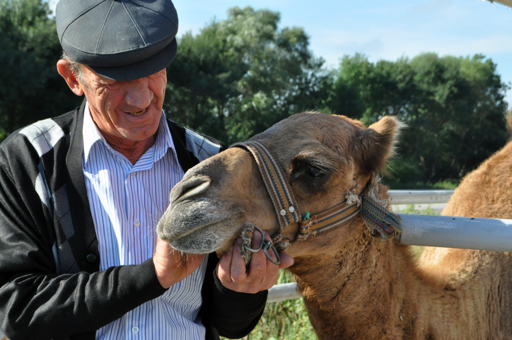 Camel