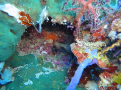 DSC00709