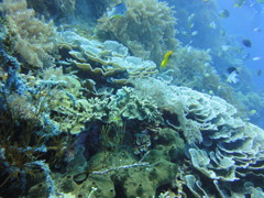 DSC00662