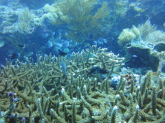 DSC00646