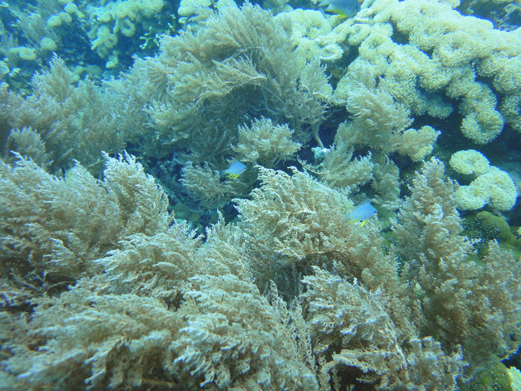 DSC00671