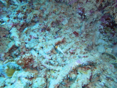 DSC00664