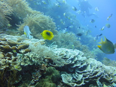 DSC00661