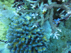 DSC00633