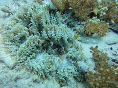 DSC00679