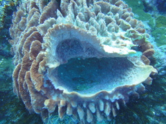 DSC00636