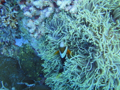 DSC00612