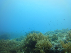 DSC00666