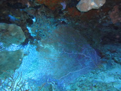 DSC00686