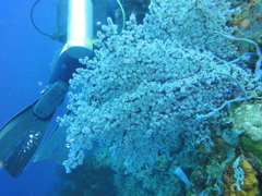 DSC00700