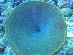 DSC00687