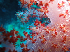 DSC00690