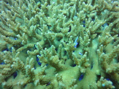 DSC00718