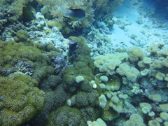 DSC00670