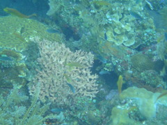 DSC00496