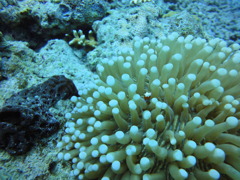 DSC00682