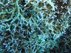 DSC00619