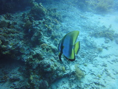 DSC00684