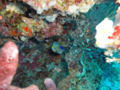 DSC00698