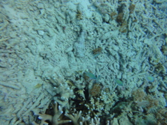 DSC00675
