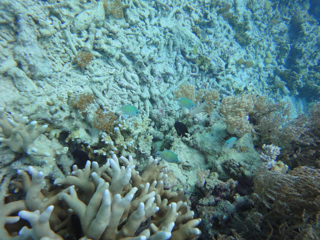DSC00676