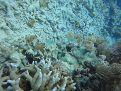 DSC00676