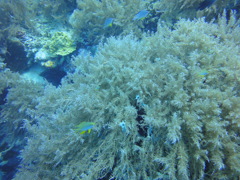 DSC00659