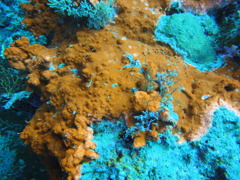 DSC00634