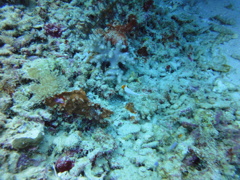 DSC00663