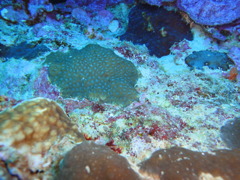 DSC00685