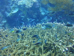 DSC00647