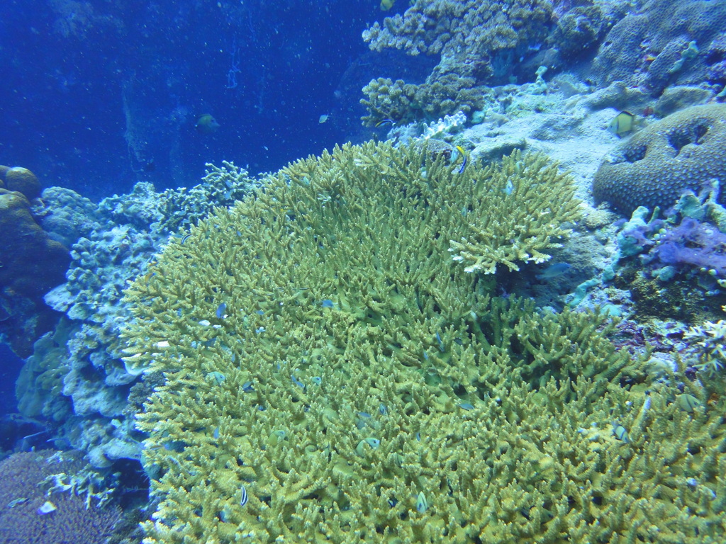 DSC00716