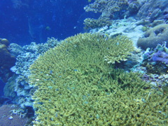 DSC00716