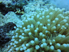 DSC00683