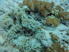 DSC00678