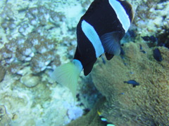 DSC00609