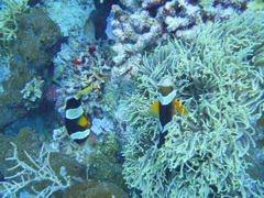 DSC00611