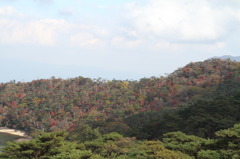 紅葉中