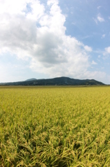 田園