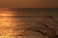 夕日を浴びて