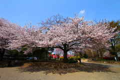 SAKURA