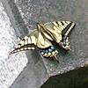 050502アゲハ蝶