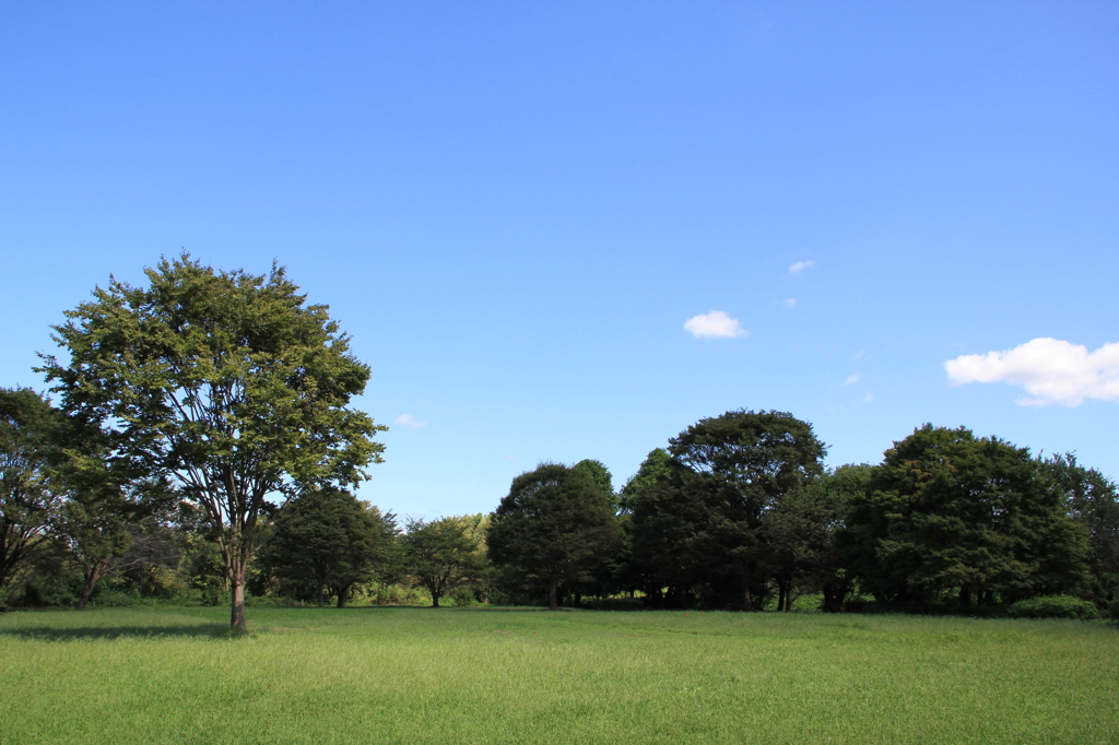 夏の公園