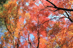 秋晴れの空と紅葉