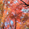 秋晴れの空と紅葉
