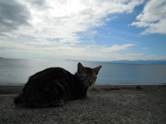 海猫